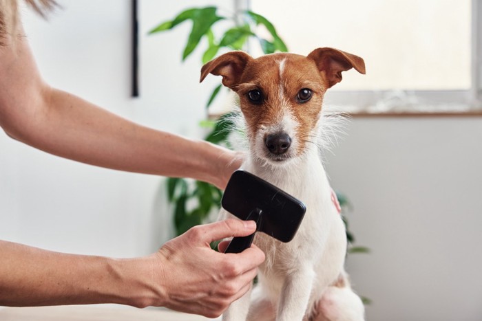 黒色のブラシでブラッシングされる犬