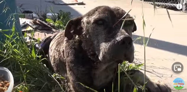 草の上に伏せた犬