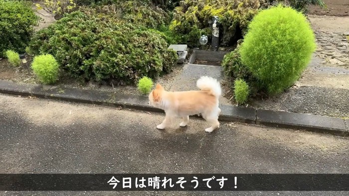 起きたらお庭をお散歩♪
