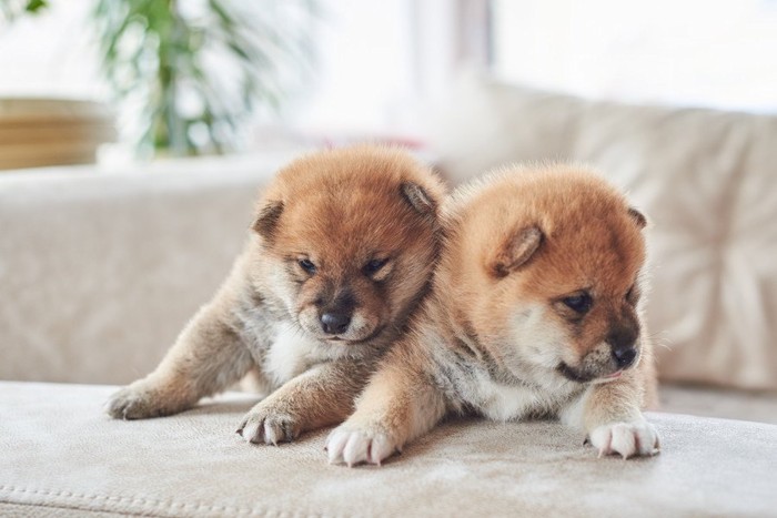 柴犬の子犬二頭