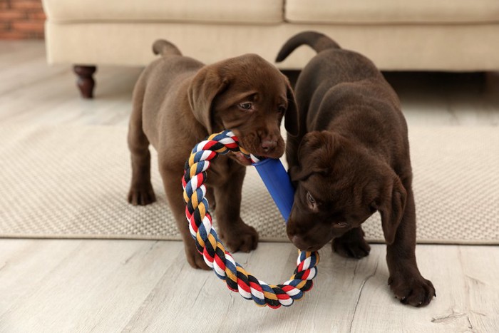 ひとつのおもちゃで遊ぶ2頭の子犬