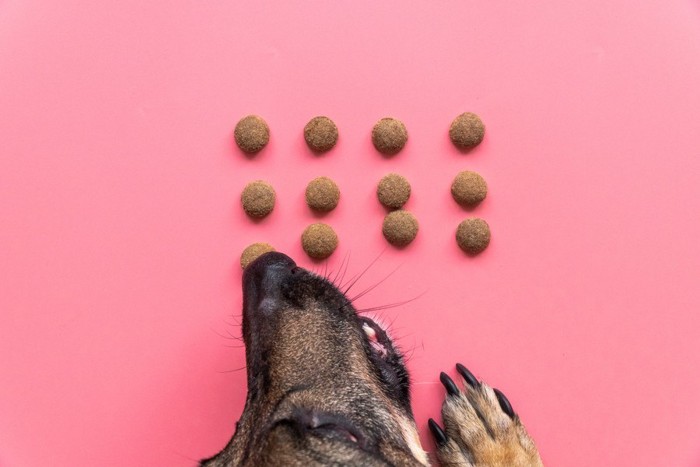 並べられたフードを食べる犬