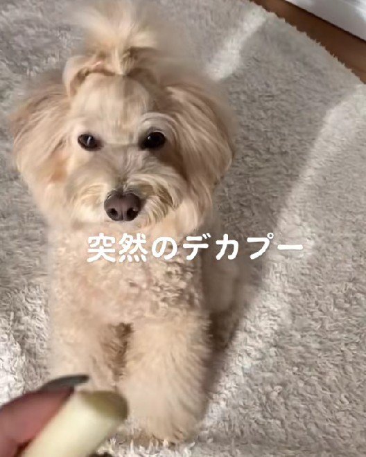 突然大きくなった！？