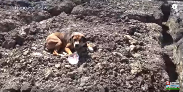 地面に伏せる犬