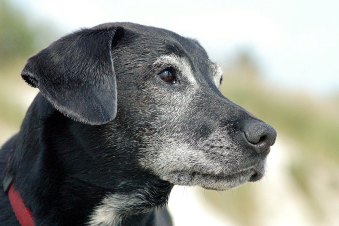 高齢犬の横顔