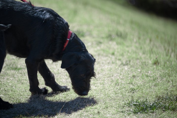 地面のにおいを嗅ぐ黒い犬