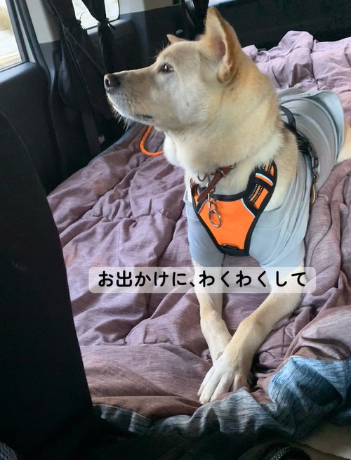 お出かけでワクワクしている保護犬