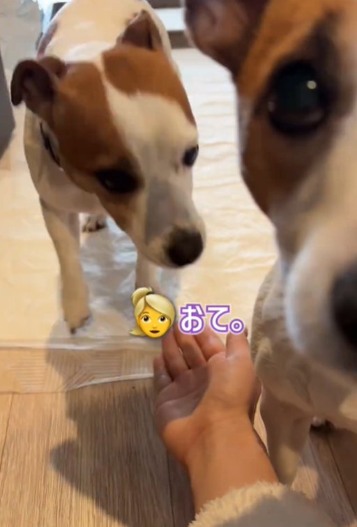 2匹の犬
