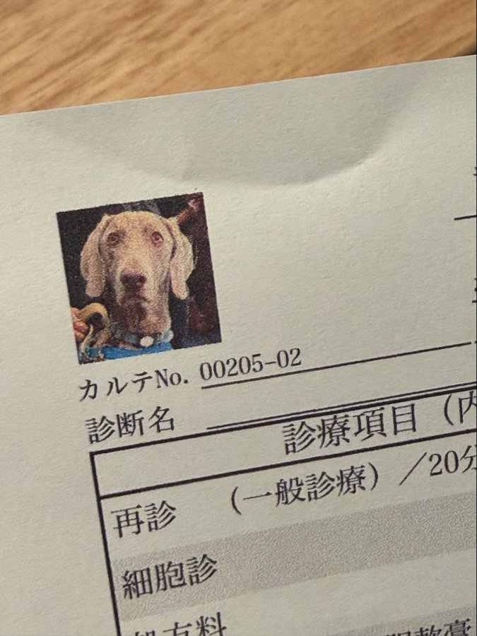 カルテ用