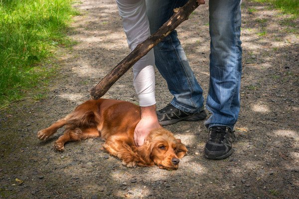 棒を持つ男性と押さえつけられる犬