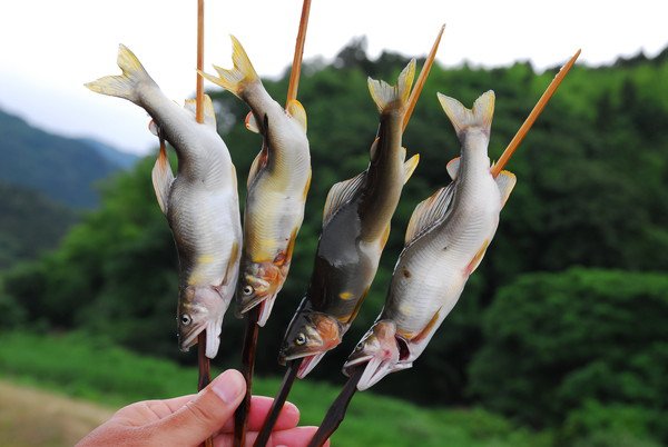 犬は鮎を食べても大丈夫