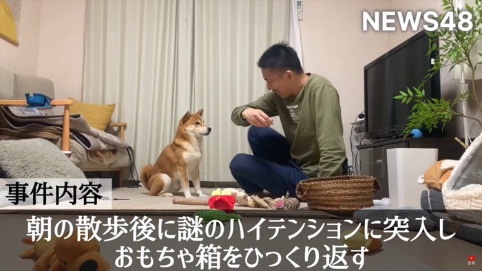 お座りしておやつを待つ柴犬