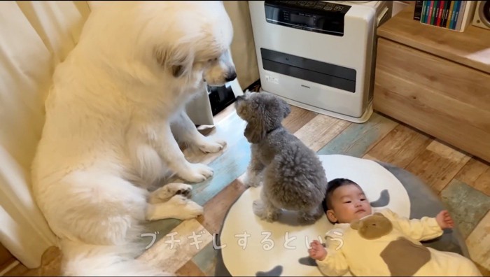 赤ちゃんの隣で見つめ合う超大型犬と小型犬