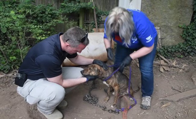 静かになでられる犬