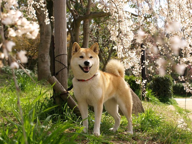 枝垂れ桜と柴犬