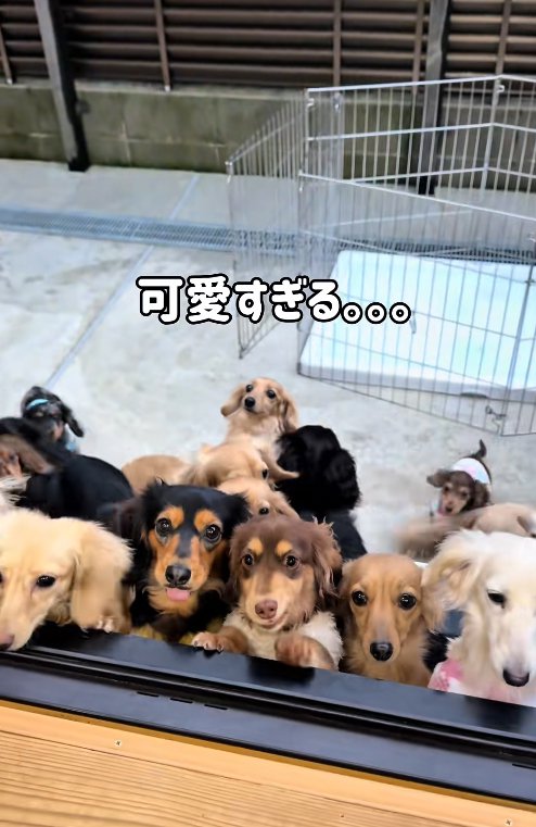 窓から覗く小型犬たち