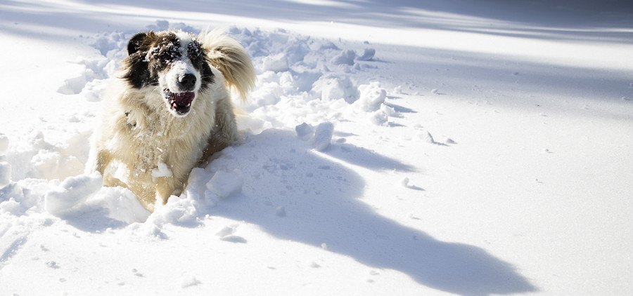 雪ではしゃぐ犬