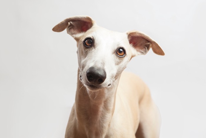 正面を見つめるウィペットの顔のアップ