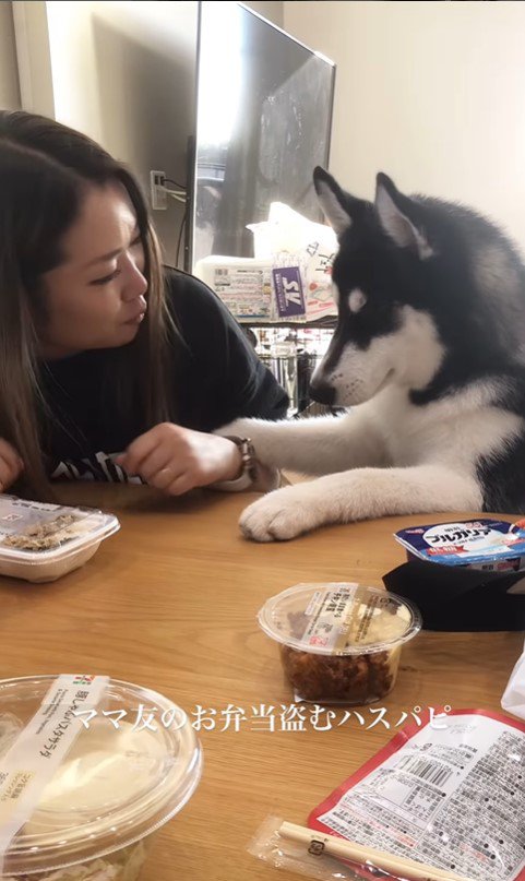 お弁当を盗む豆蔵くん9