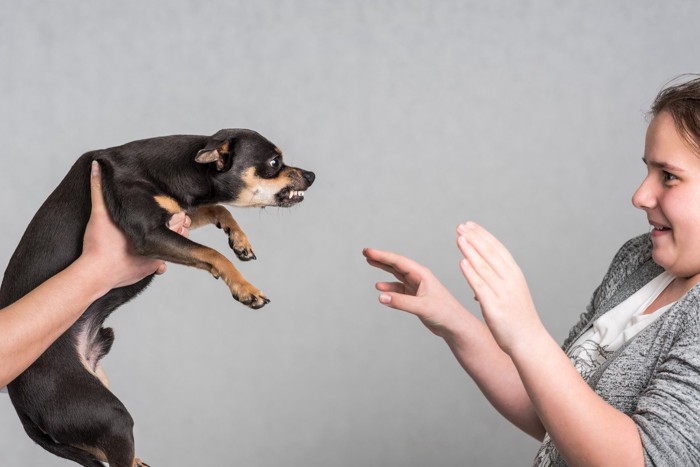 反抗する犬