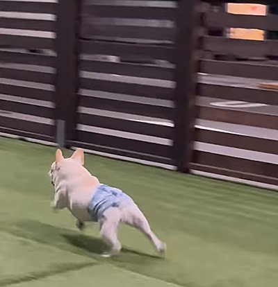 走る犬