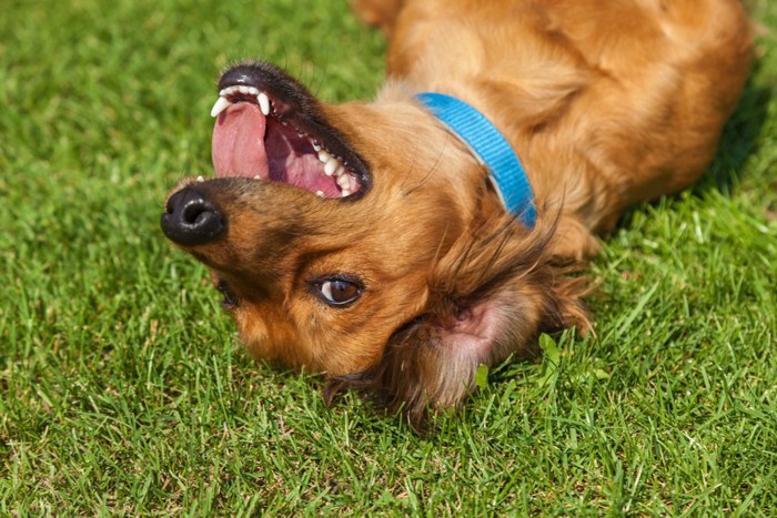 楽しそうに寝転がる犬