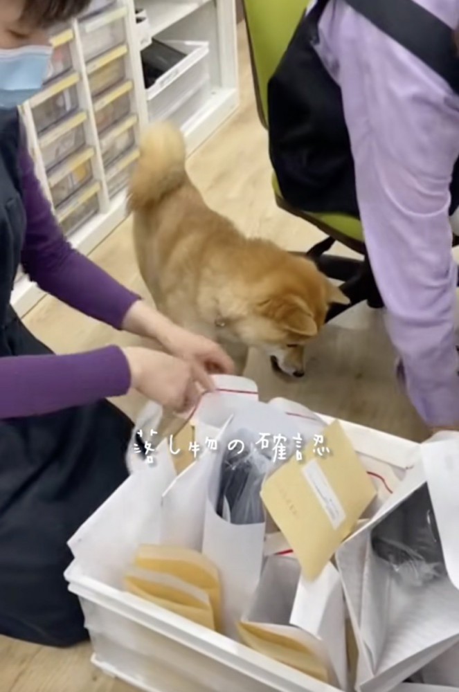 「しごでき」看板犬、ハクくん