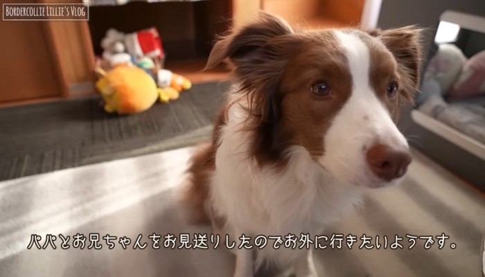 飼い主に視線を送る犬