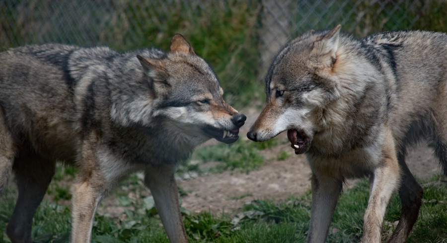 2匹のオオカミ