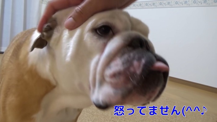 男性になでられる犬