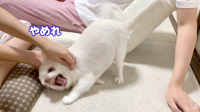 お姉ちゃんと喧嘩した時のコハクくん3