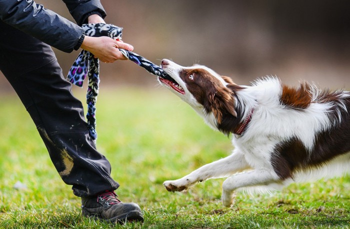 紐を引っ張って遊びながら唸る犬