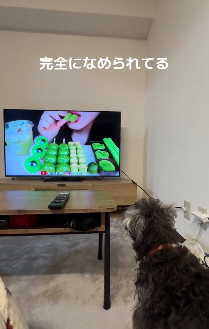 テレビの女性を見つめるつむぎちゃん1