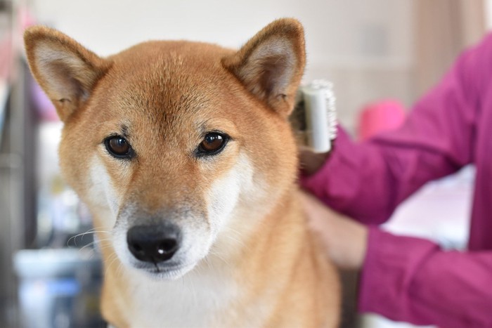 緊張気味の犬