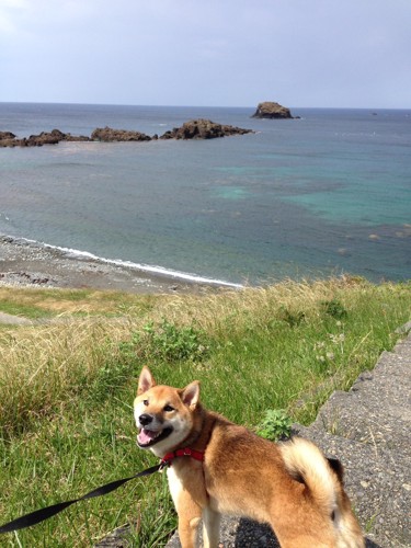 海岸を散歩する柴犬