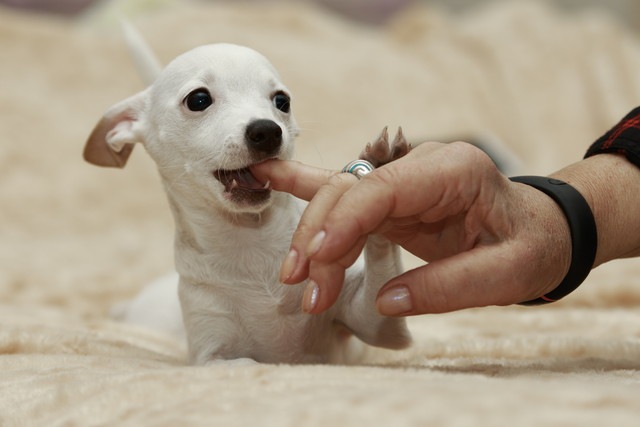 人の手を甘がみする犬