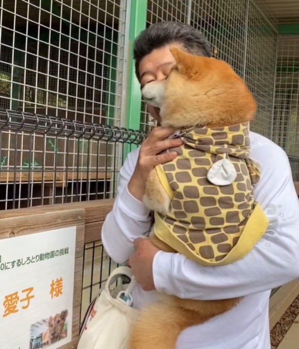 抱っこされる犬1