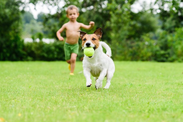 ボールをくわえて走る犬と男の子