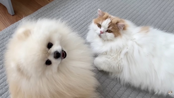 今日も仲良し♪