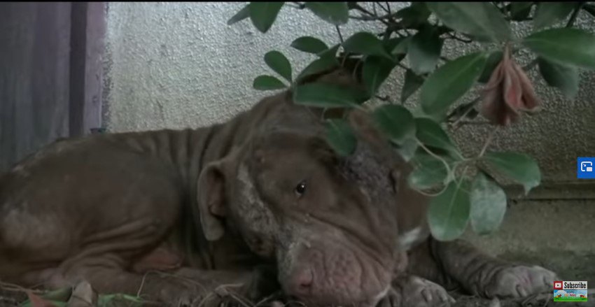 食べ物のかけらを口にする犬