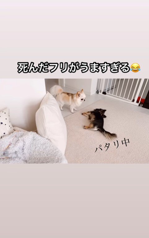 えびちゃんの死んだフリ7