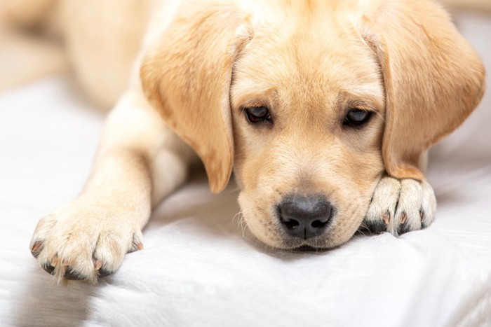 悲しそうな表情の子犬