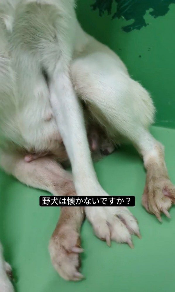 痩せ細った犬の足