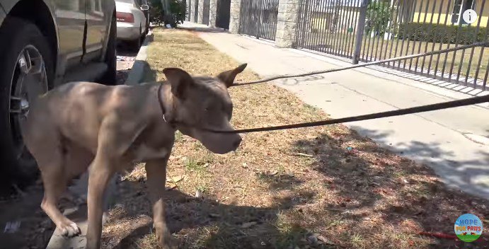 犬を引っ張り出す