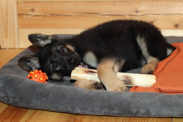 転がっている黒い子犬