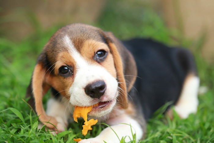 柿を食べるビーグル犬