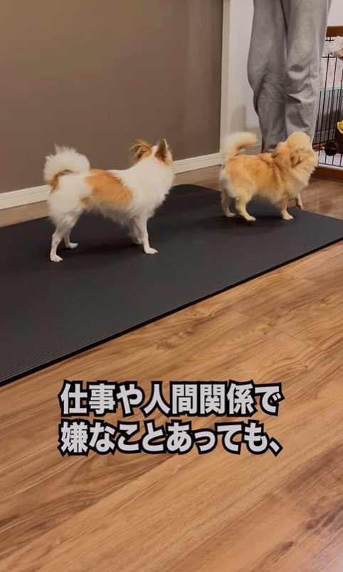 昭和のおじさんがワンコを飼ったら6