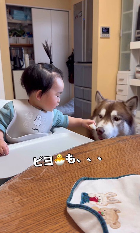 梨を食べるZIGGYくんと男の子5