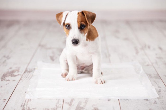 ペットシーツの上に乗る子犬