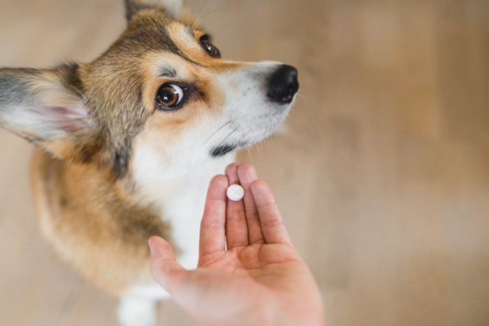 薬を嫌がる犬